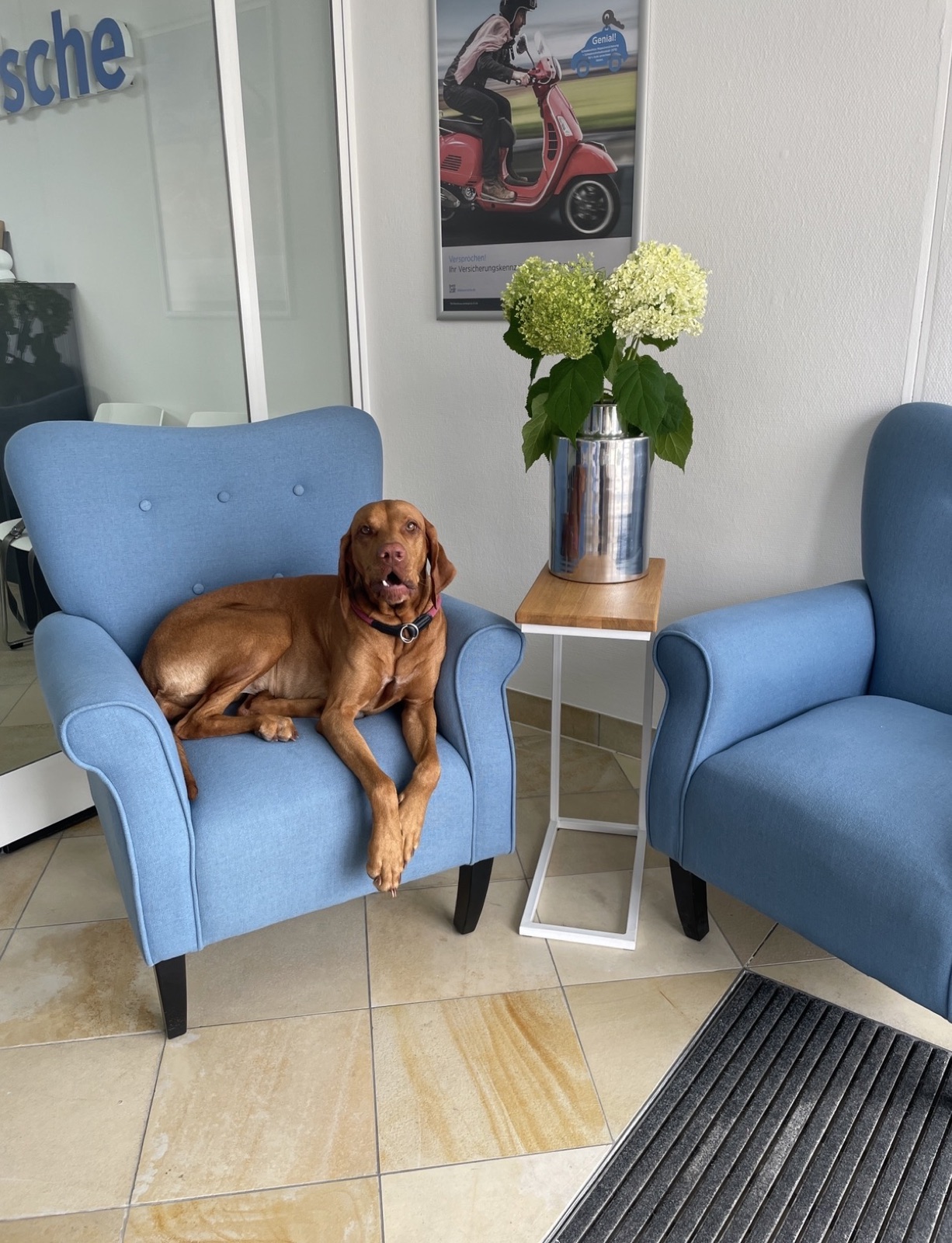 Hund entspannt in einem Sessel im Beratungsbüro